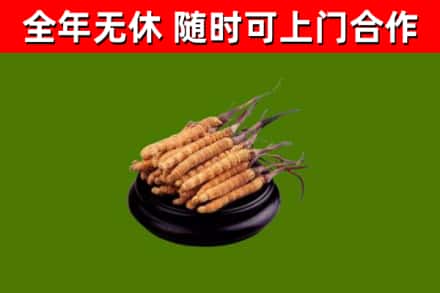 勐海回收散虫草